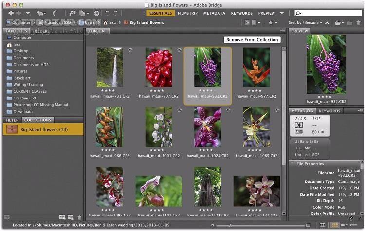 دانلود Adobe Bridge CC 2018 v8.1.0.383 Win64/Mac - دانلود ادوب بریج - سافت گذر