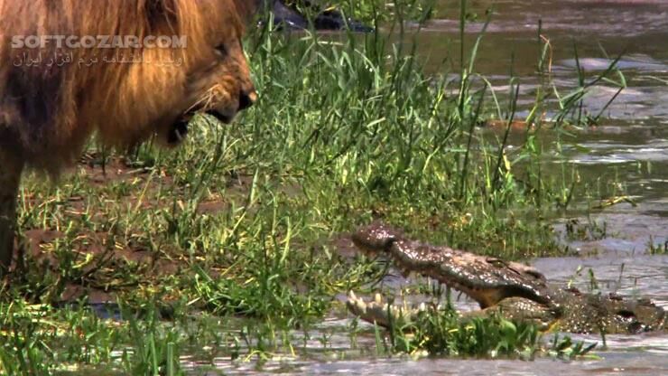 دانلود African Cats - دانلود مستند گربه سانان - سافت گذر