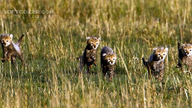 دانلود African Cats - دانلود مستند گربه سانان - سافت گذر