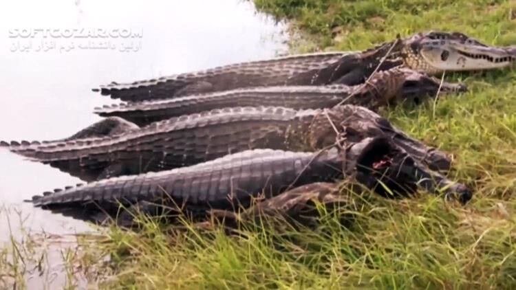 دانلود مستند بومیان آمازون با بروس پری - دانلود مستند بومیان آمازون - سافت گذر