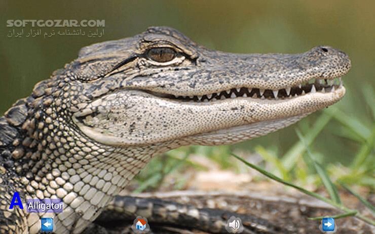 دانلود Animal ABC 3.2 for Android +3.0 - دانلود آموزش حروف انگلیسی برای کودکان (حیوانات) برای اندروید - سافت گذر