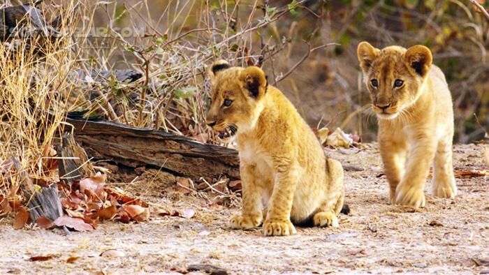 دانلود مجموعه مستند سرزمین گربه‌های بزرگ با دوبله فارسی و کیفیت عالی - دانلود مستند سرزمین گربه های بزرگ - سافت گذر