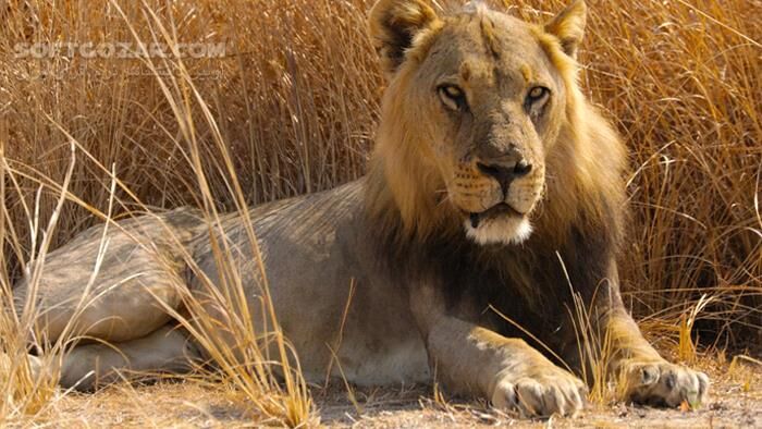 دانلود مجموعه مستند سرزمین گربه‌های بزرگ با دوبله فارسی و کیفیت عالی - دانلود مستند سرزمین گربه های بزرگ - سافت گذر