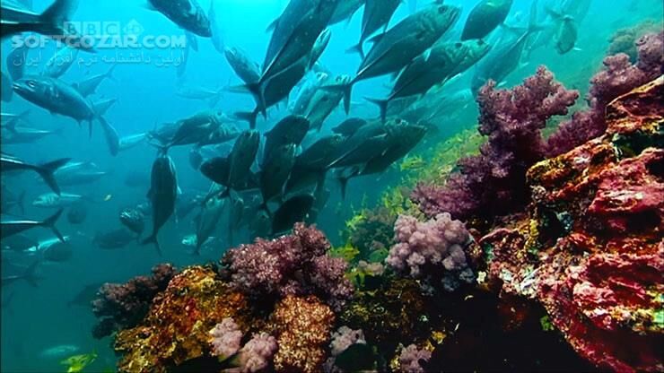 دانلود Deep Blue - دانلود مستند دریاها و اقیانوس ها - سافت گذر