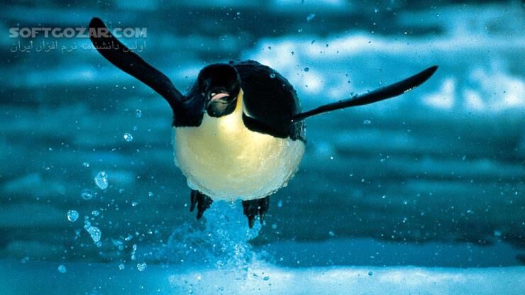 دانلود Deep Blue - دانلود مستند دریاها و اقیانوس ها - سافت گذر