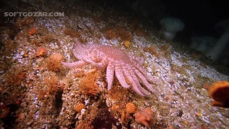دانلود Deep Sea - دانلود مستند اعماق دریا - سافت گذر