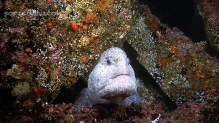 دانلود Deep Sea - دانلود مستند اعماق دریا - سافت گذر