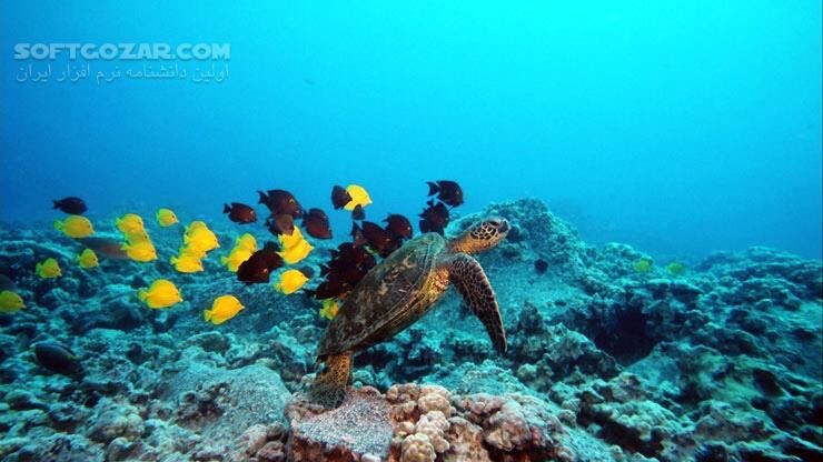 دانلود Deep Sea - دانلود مستند اعماق دریا - سافت گذر