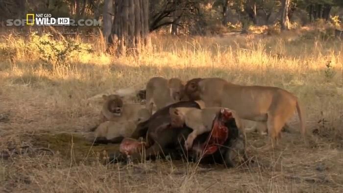 دانلود Fascinating Lions DOCUMENTARY - دانلود مستند شکار شیرها - سافت گذر