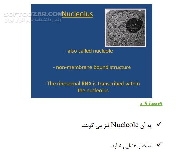 دانلود مفاهیم اصلی ژنتیک - دانلود کتاب سلول و عناصر ژنتیکی سلولی - سافت گذر
