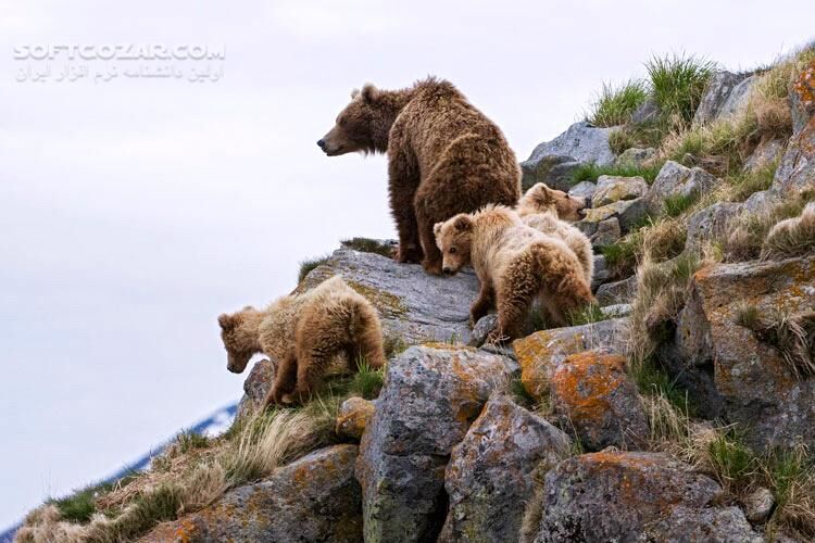 دانلود Land of the Bears - دانلود مستند خرس ها - سافت گذر
