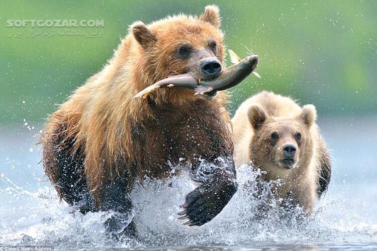 دانلود Land of the Bears - دانلود مستند خرس ها - سافت گذر