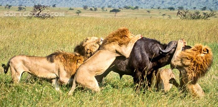 دانلود Lions the Best Hunters Ever! Wildlife Documentary - دانلود مستند شکارهای شیر - سافت گذر