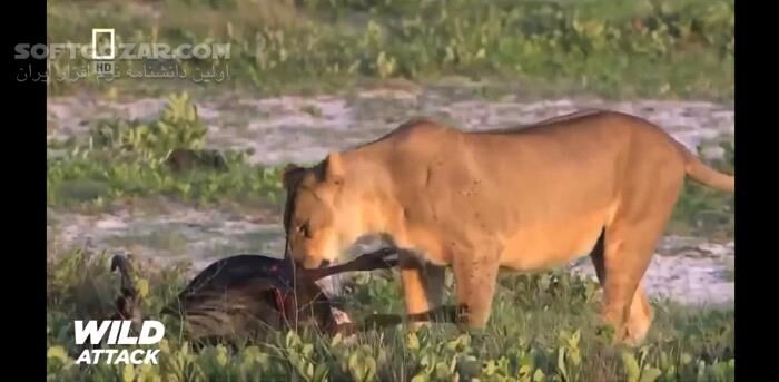 دانلود Lions the Best Hunters Ever! Wildlife Documentary - دانلود مستند شکارهای شیر - سافت گذر