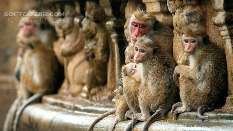 دانلود Monkey Kingdom - دانلود مستند قلمرو میمون ها - سافت گذر