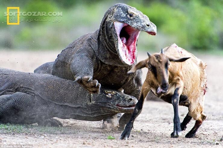 دانلود National Geographic Killer Dragons - دانلود مستند اژدهاهای مرگبار - سافت گذر