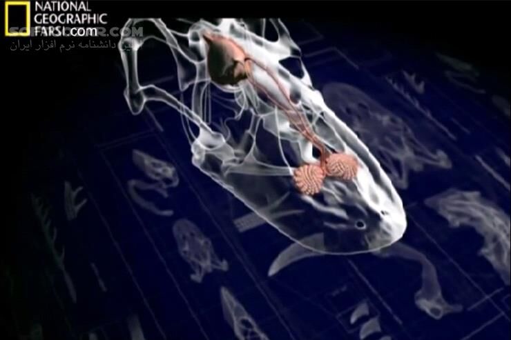 دانلود National Geographic Killer Dragons - دانلود مستند اژدهاهای مرگبار - سافت گذر