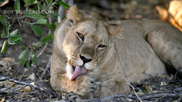 دانلود Planet Earth - The Complete Series by David Attenborough - دانلود مستند سیاره زمین - سافت گذر