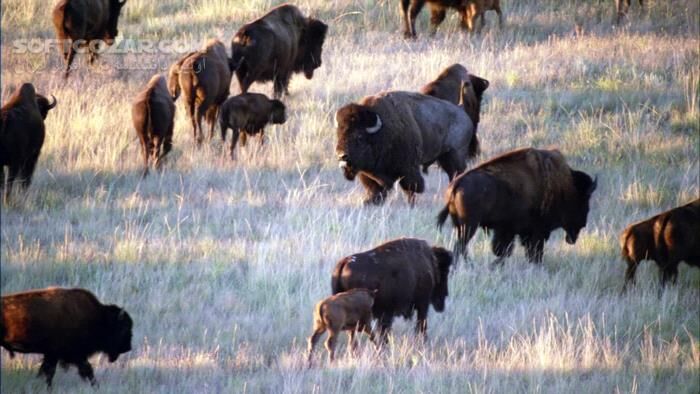 دانلود Planet Earth - The Complete Series by David Attenborough - دانلود مستند سیاره زمین - سافت گذر