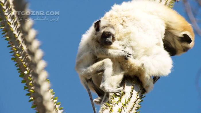 دانلود Planet Earth II - دانلود مستند سیاره زمین 2 با کیفیت عالی - سافت گذر