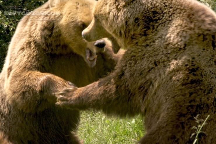 دانلود Seasons - دانلود مستند حیات وحش - سافت گذر