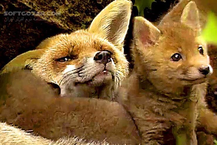 دانلود Seasons - دانلود مستند حیات وحش - سافت گذر