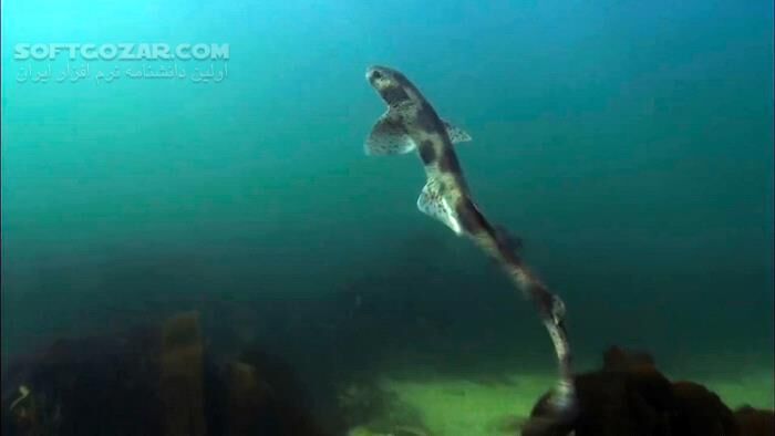 دانلود Secrets of the North Sea - دانلود مستند دریاها و اقیانوس ها - سافت گذر