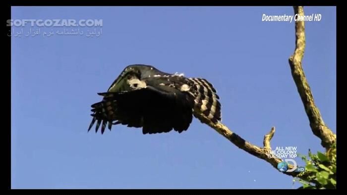 دانلود Speed of Life Documentary - دانلود مستند حیات وحش از دیسکاوری - سافت گذر