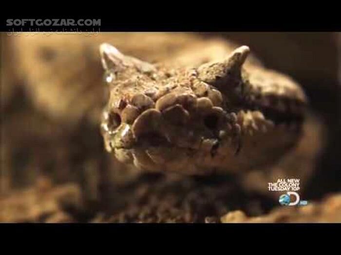 دانلود Speed of Life Documentary - دانلود مستند حیات وحش از دیسکاوری - سافت گذر