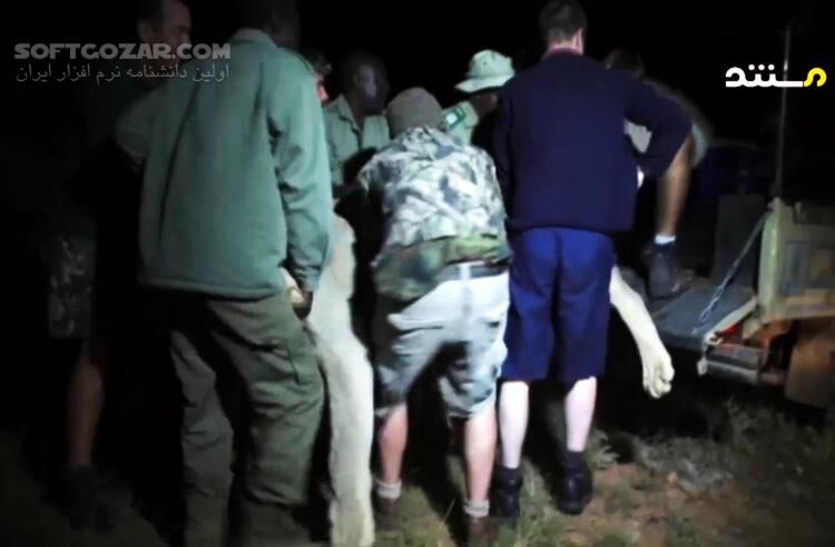 دانلود مستند کامل گربه سانان بزرگ با دوبله فارسی - دانلود مستند گربه سانان - سافت گذر