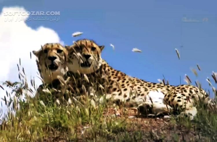 دانلود مستند کامل گربه سانان بزرگ با دوبله فارسی - دانلود مستند گربه سانان - سافت گذر