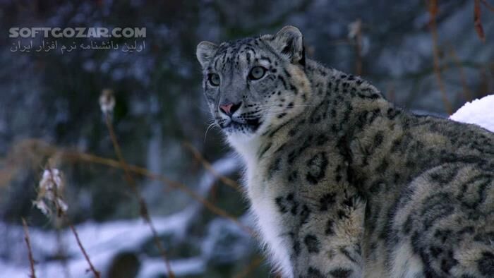 دانلود مستند زندگی پنهان گربه‌سانان با دوبله فارسی - دانلود مستند گربه‌سانان - سافت گذر