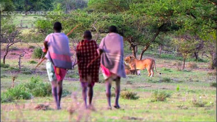 دانلود Three Men vs. Fifteen Hungry Lions - Human Planet, Grasslands - دانلود شکار شیرها - سافت گذر