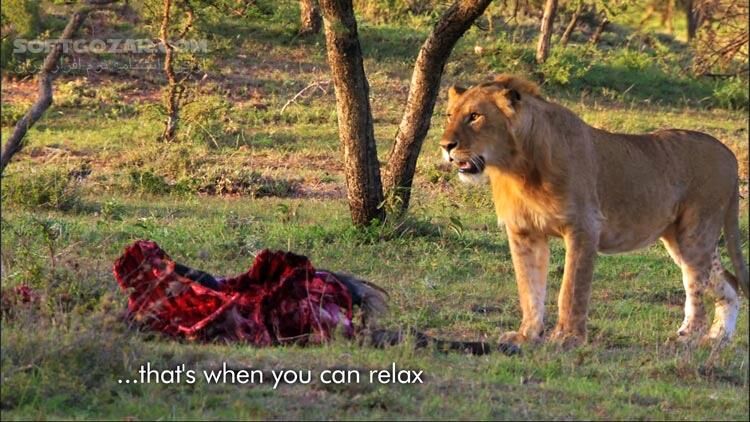 دانلود Three Men vs. Fifteen Hungry Lions - Human Planet, Grasslands - دانلود شکار شیرها - سافت گذر