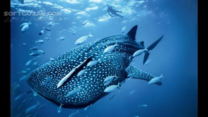 دانلود Underwater Universe - دانلود مستند درباره اعماق دریا - سافت گذر