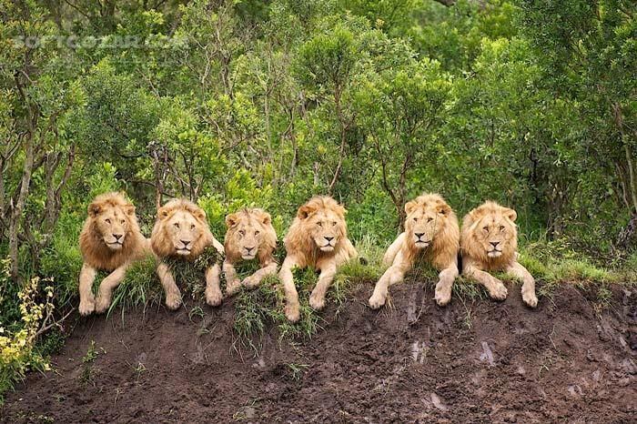 دانلود Wild Killer Shots Lion Stalke - دانلود مستند زندگی و شکار شیرها - سافت گذر