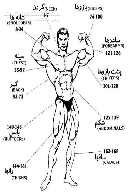 دانلود رفع ناراحتی برای افراد مبتدی در انجام تمرینات حرفه ای - دانلود کتاب تقویت ماهیچه های بخش های گوناگون بدن - سافت گذر