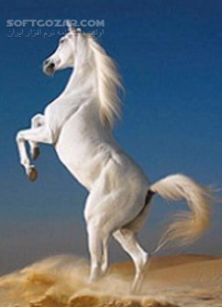 دانلود آشنایی با نحوه نگهداری اسب - دانلود کتاب دانستنی های دنیای اسب - سافت گذر