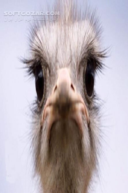 دانلود درآمدزایی از پرورش شتر مرغ - دانلود کتاب حرفه پرورش شتر مرغ به زبان ساده - سافت گذر