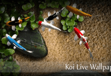 دانلود Koi Live Wallpaper 1.5 for Android